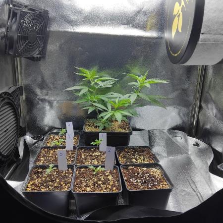 Seedsman White Widow Regular Clones
