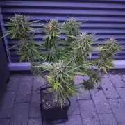 Royal Queen Seeds - Milky Way F1 Auto
