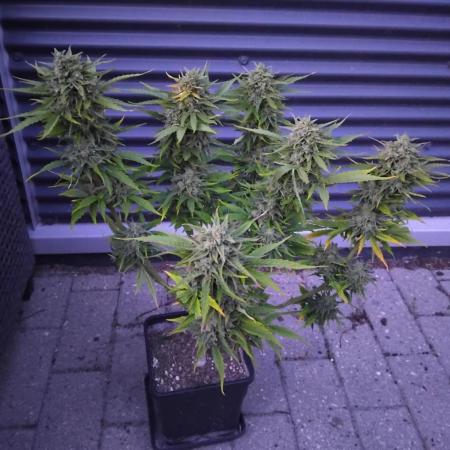 Royal Queen Seeds - Milky Way F1 Auto