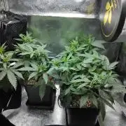 Seedsman White widow reg. female clone