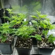 Banana chem freak-Regular-Terpyz-Clones.