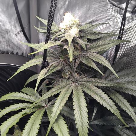 420 Fastbuds - Mystery plant from 5pack.