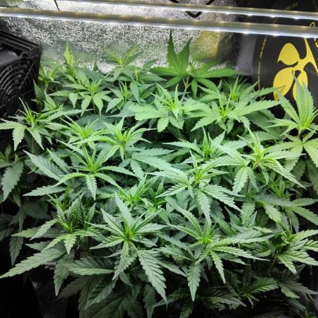 Seedsman White widow reg. female clone