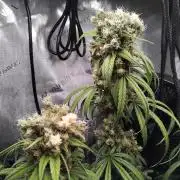 Seedsman White widow reg. female clone