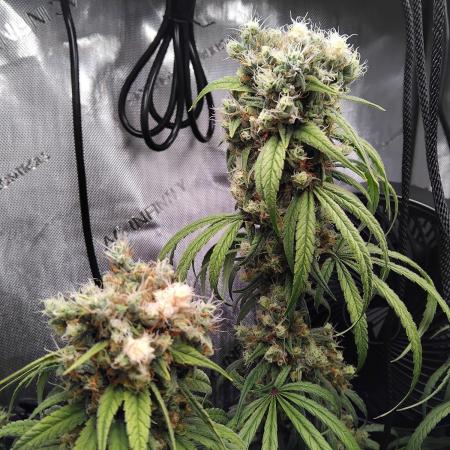 Seedsman White widow reg. female clone