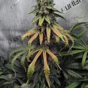 Barneys Farm - O.G Kush feminized