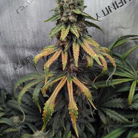 Barneys Farm - O.G Kush feminized