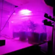 Banana chem freak-Regular-Terpyz-Clones.