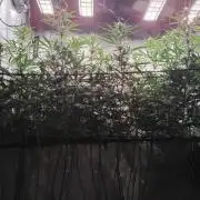 Seedsman White widow reg. female clone