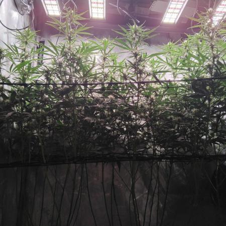 Seedsman White widow reg. female clone