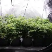 Banana Chem Freak Regular