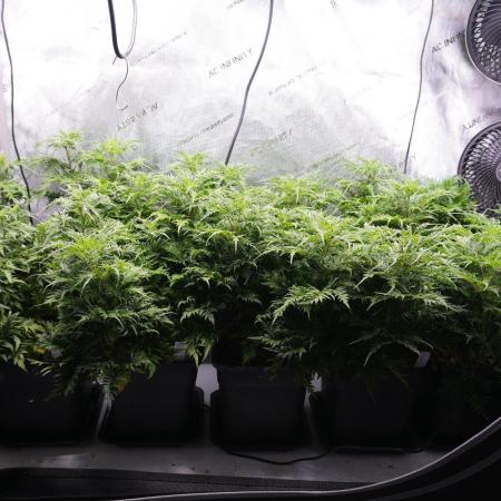 Banana Chem Freak Regular