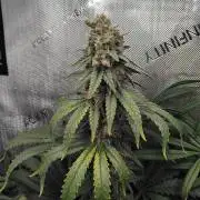 Barneys Farm - O.G Kush feminized