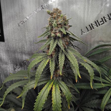 Barneys Farm - O.G Kush feminized