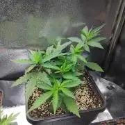 Seedsman White Widow Regular Clones