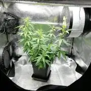 Seedsman White Widow Regular Clones