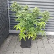 Royal Queen Seeds - Milky Way F1 Auto
