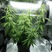 Seedsman White Widow Regular Clones