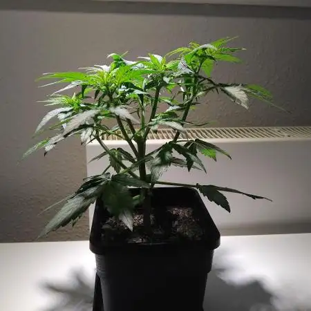 Royal Queen Seeds - Milky Way F1 Auto