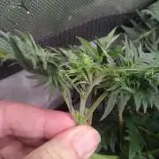 Banana Chem Freak Regular