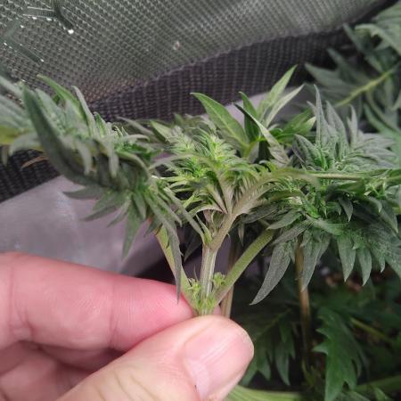 Banana Chem Freak Regular