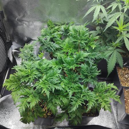 Banana Chem Freak Regular