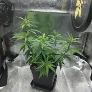 Seedsman White Widow Regular Clones