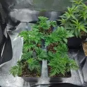 Banana Chem Freak Regular