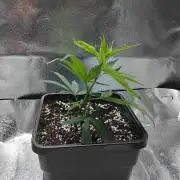 Seedsman White Widow Regular Clones