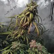 White Widow Seedsman Regular