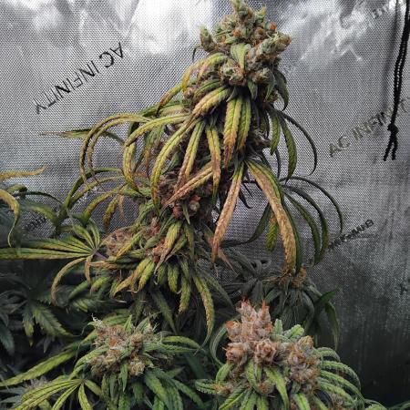 White Widow Seedsman Regular