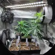 Seedsman White Widow Regular Clones