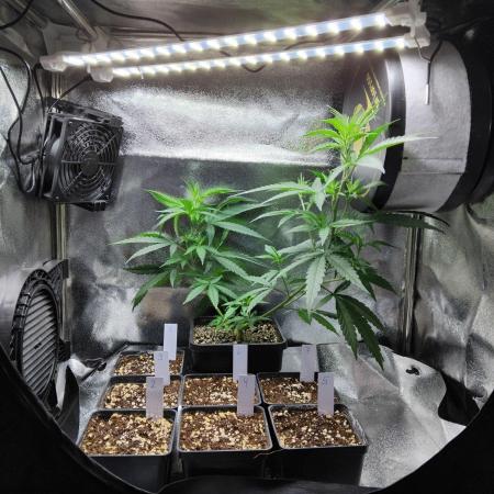 Seedsman White Widow Regular Clones
