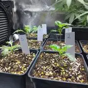 Banana Chem Freak Regular