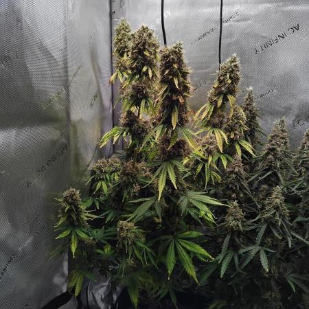 4 Auto´s