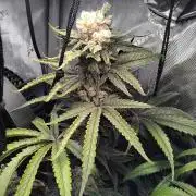 420 Fastbuds - Mystery plant from 5pack.