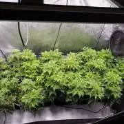 Banana Chem Freak Regular