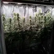 Seedsman White widow reg. female clone