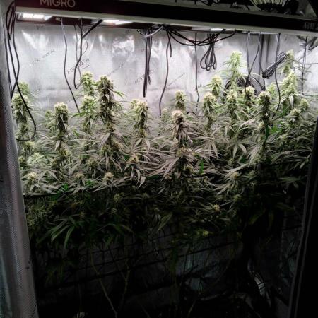 Seedsman White widow reg. female clone