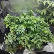 Banana Chem Freak Regular