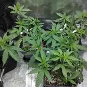 Seedsman White widow reg. female clone