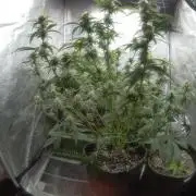 Sherbet Queen autoflower