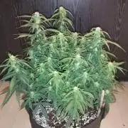 Northern Sky auto
