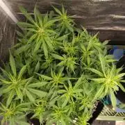 Northern Sky auto