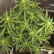 Northern Sky auto