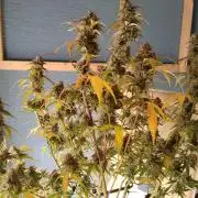 Sherbet Queen autoflower