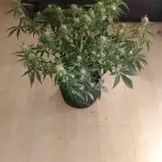 Sherbet Queen autoflower