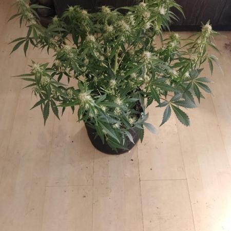 Sherbet Queen autoflower