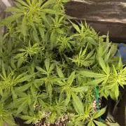 Northern Sky auto