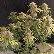 Sherbet Queen autoflower